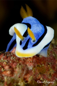 Small encounter by Raoul Caprez 